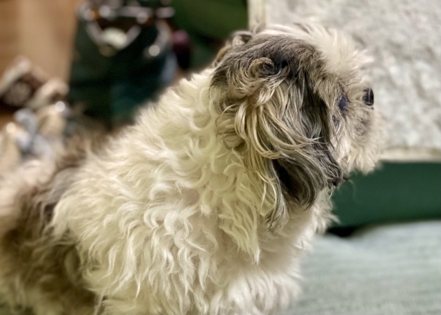 クセ毛カットはKicchi hair designに任せるべき理由